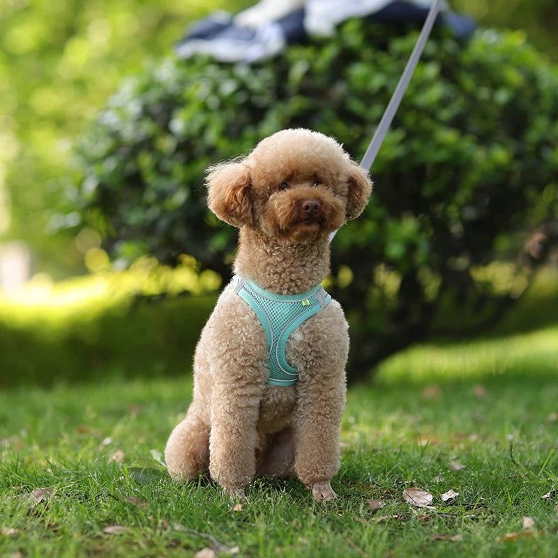 Dog Harness Leash Set