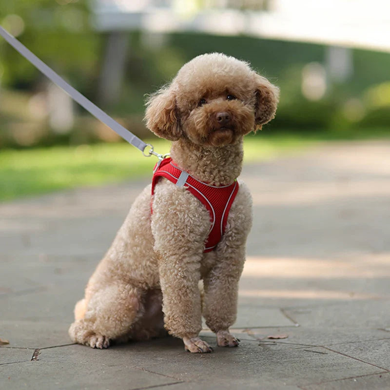 Leash & Collars