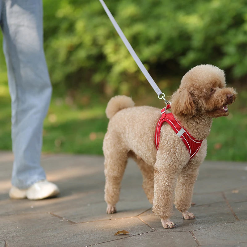 Dog Harness Leash Set
