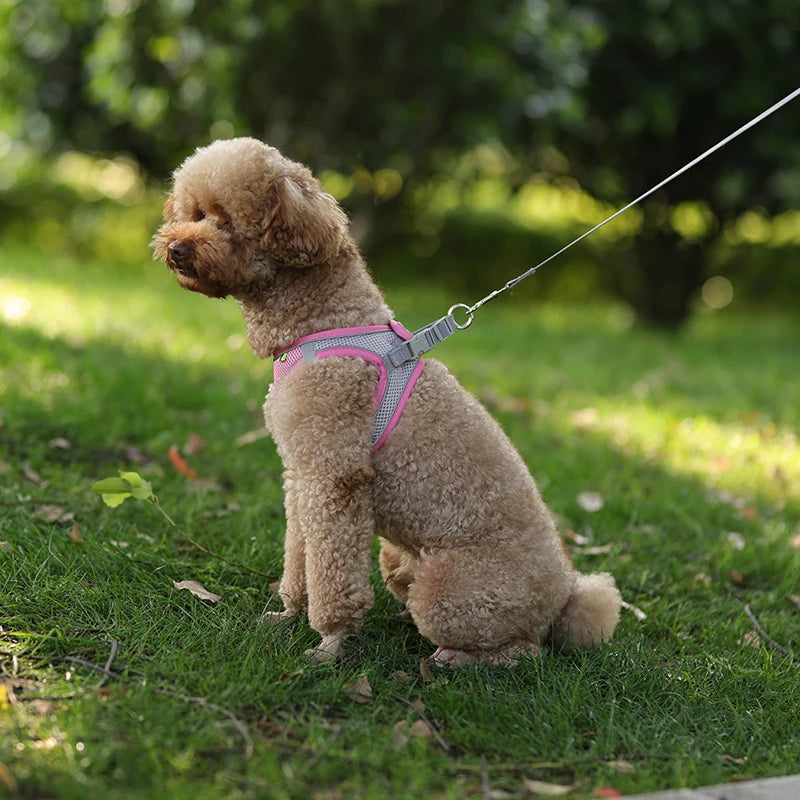 Dog Harness Leash Set