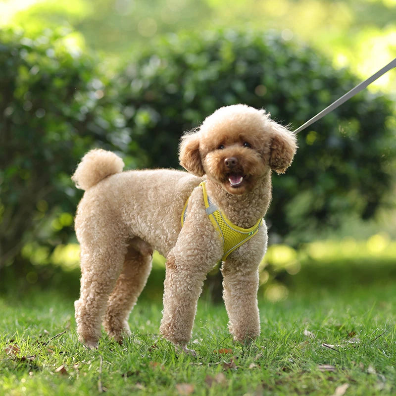 Dog Harness Leash Set