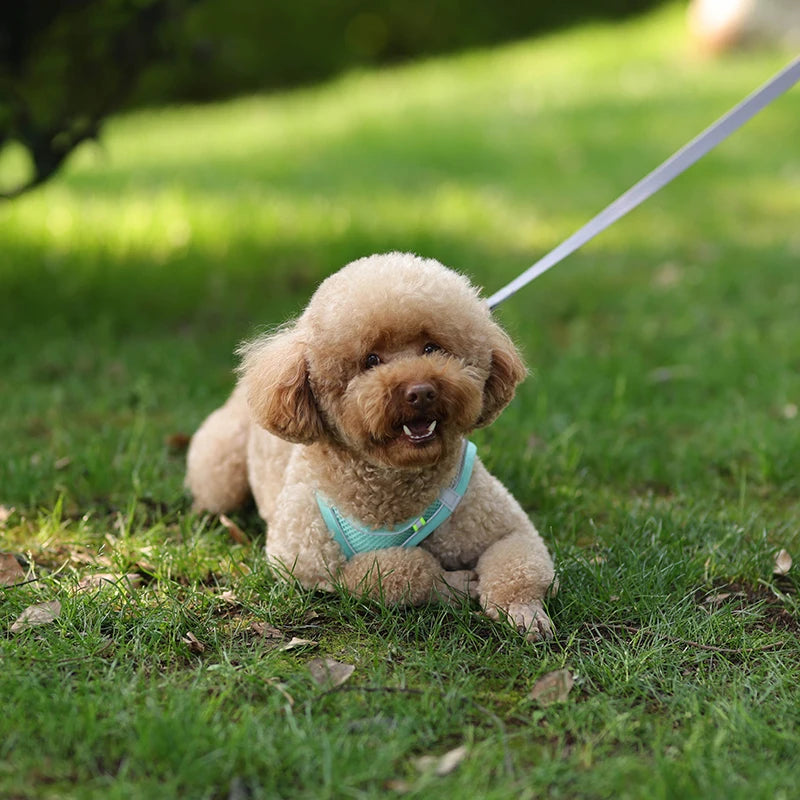 Dog Harness Leash Set