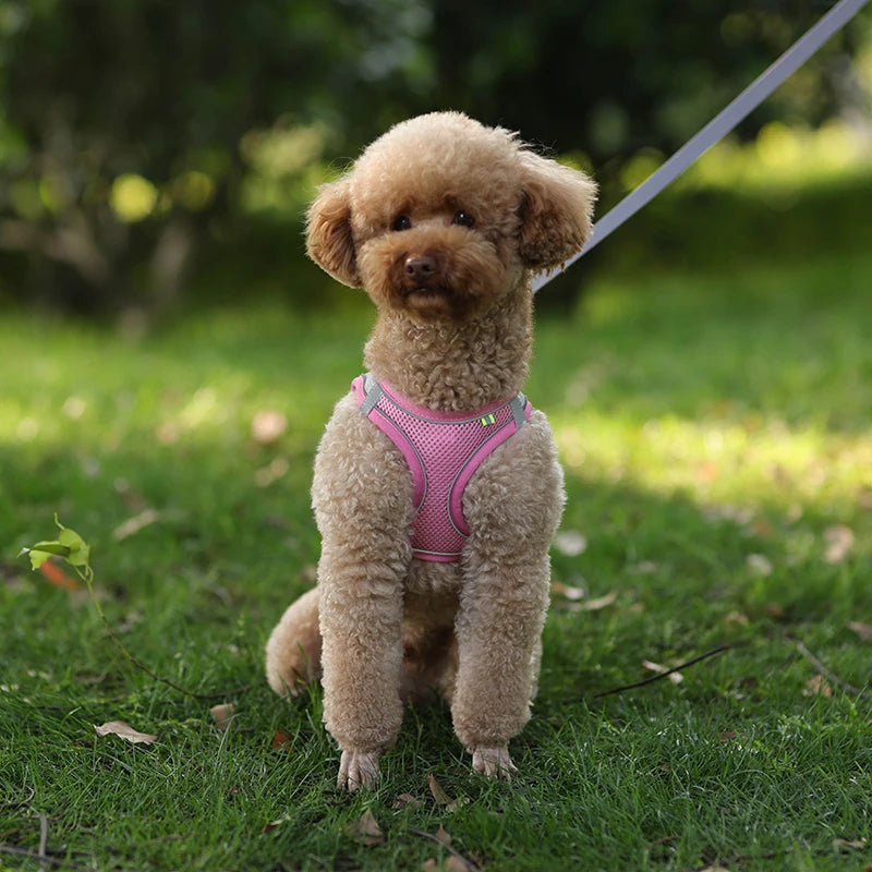 Dog Harness Leash Set